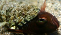 This Clearfinned Lizardfish earned his meal. Taken in 4' ... by Mathew Cook 